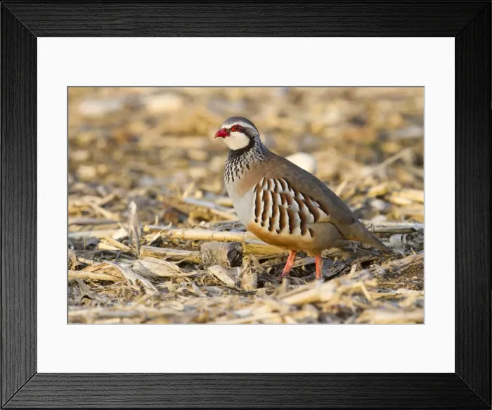 Framed Print : Red Legged Partridge - single adult standing in a field - Wiltshire - England - UK Framed Print : Red Legged Partridge - single adult standing in a field - Wiltshire - England - UK