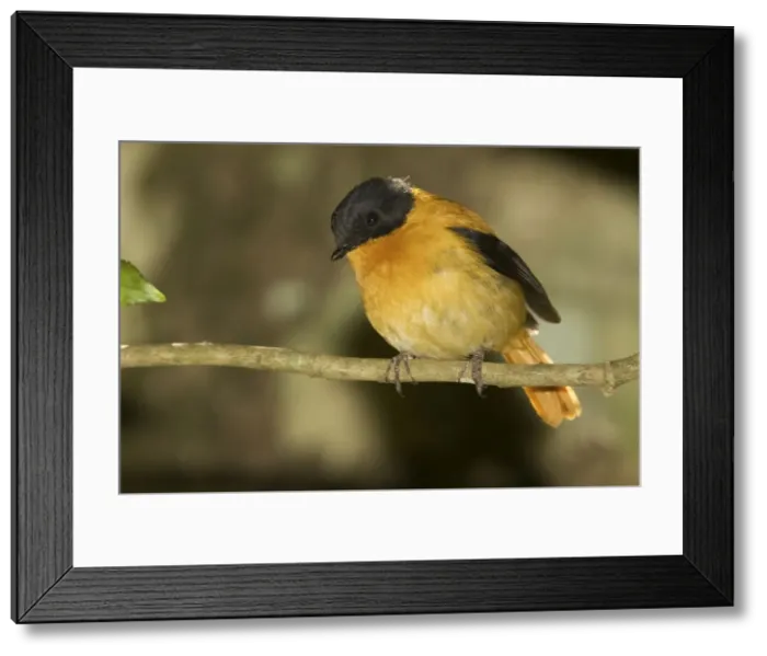 Framed Print : Black and Orange Flycatcher At Ootacamund Botanic Gardens, Tamil Nadu, India Framed Print : Black and Orange Flycatcher At Ootacamund Botanic Gardens, Tamil Nadu, India