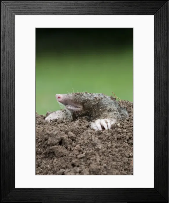 Framed Print : Mole - emerging from hole - Cornwall - UK Framed Print : Mole - emerging from hole - Cornwall - UK