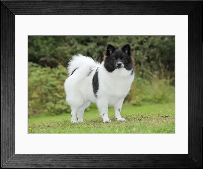 Framed Print : DOG. German Spitz Mittel