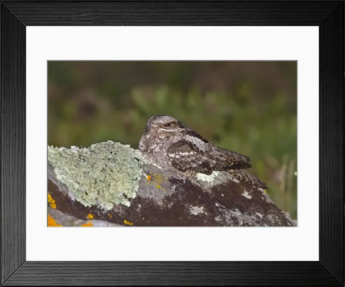 Framed Print : Nightjar - on a rock Framed Print : Nightjar - on a rock