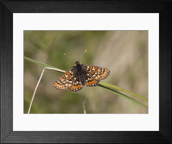 Framed Print : Marsh Fritillary Butterfly - Cornwall - UK Framed Print : Marsh Fritillary Butterfly - Cornwall - UK