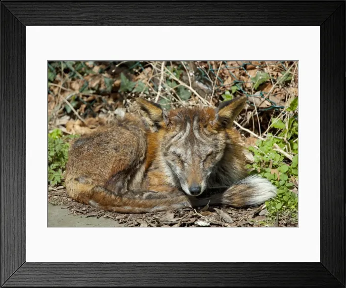 Framed Print : Red Fox - adult badly affected by mange - Wiltshire - England - UK Framed Print : Red Fox - adult badly affected by mange - Wiltshire - England - UK