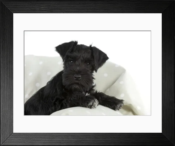 Framed Print : Dog - Miniature Schnauzer - 10 week old puppy - lying down on sofa Framed Print : Dog - Miniature Schnauzer - 10 week old puppy - lying down on sofa