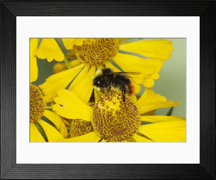 Framed Print : Red-tailed bumblebee - male on Helenium Flower Bombus lapidarius Essex, UK IN000811 Framed Print : Red-tailed bumblebee - male on Helenium Flower Bombus lapidarius Essex, UK IN000811