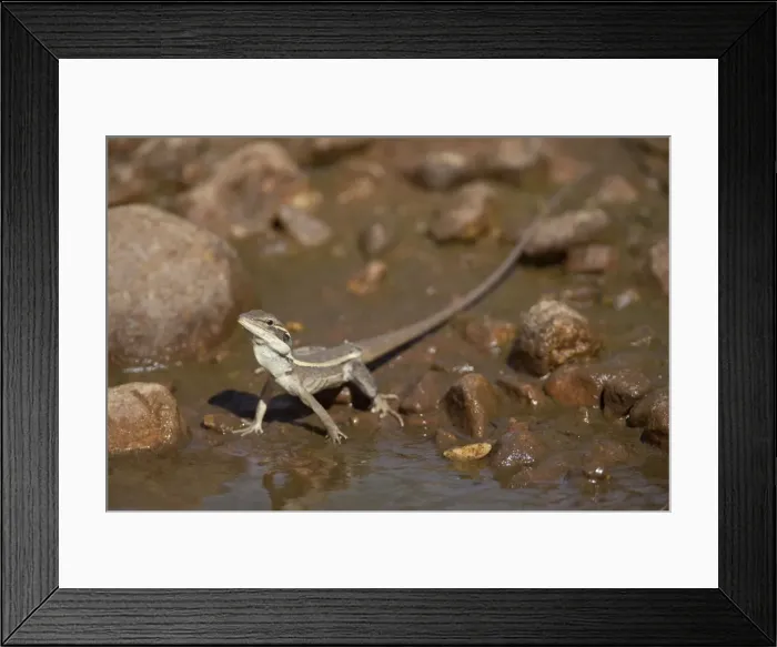 Framed Print : Gilbert's Dragon Drinking at a tiny pool of ephemeral water in the otherwise dry riverbed of Donkey Creek, near Canteen Creek Aboriginal Community, central Northern Territory, Australia Framed Print : Gilbert's Dragon Drinking at a tiny pool of ephemeral water in the otherwise dry riverbed of Donkey Creek, near Canteen Creek Aboriginal Community, central Northern Territory, Australia
