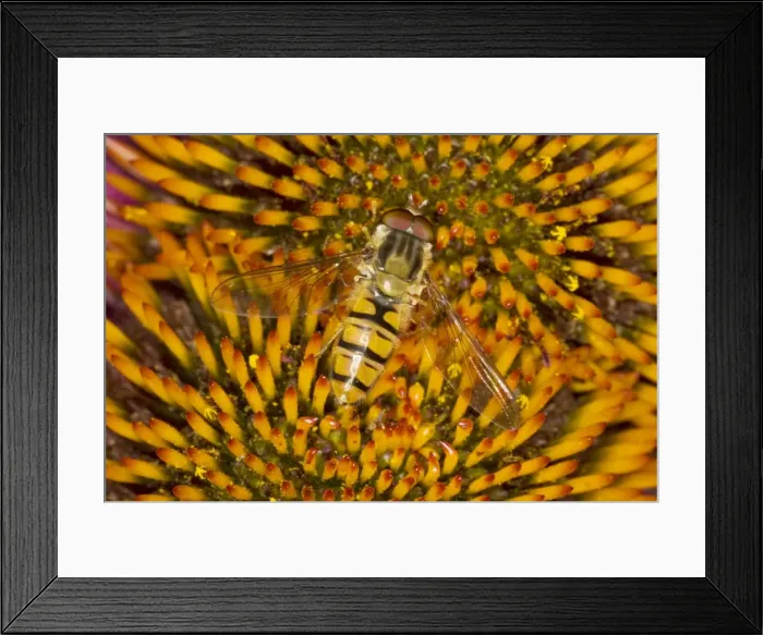 Framed Print : Marmalade Hover Fly - on Echinacea Flower Episyrphus balteatus Essex, UK IN000816 Framed Print : Marmalade Hover Fly - on Echinacea Flower Episyrphus balteatus Essex, UK IN000816
