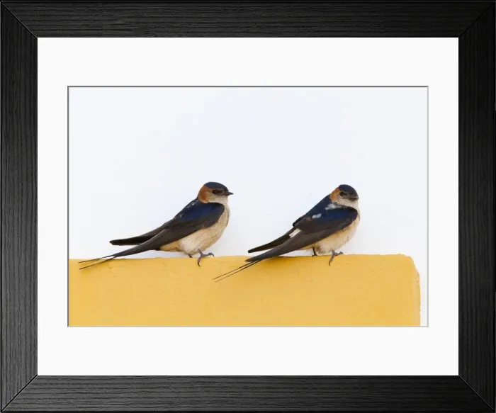 Framed Print : Red rumped Swallow - pair of adults perching on door frame - Southern Spain Framed Print : Red rumped Swallow - pair of adults perching on door frame - Southern Spain