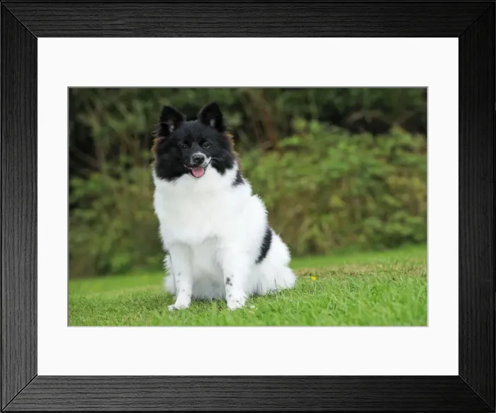 Framed Print : DOG. German Spitz Mittel