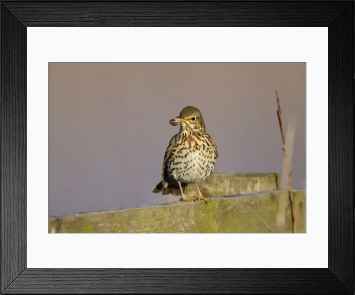 Framed Print : Song Thrush - with a banded snail in mouth - UK Framed Print : Song Thrush - with a banded snail in mouth - UK