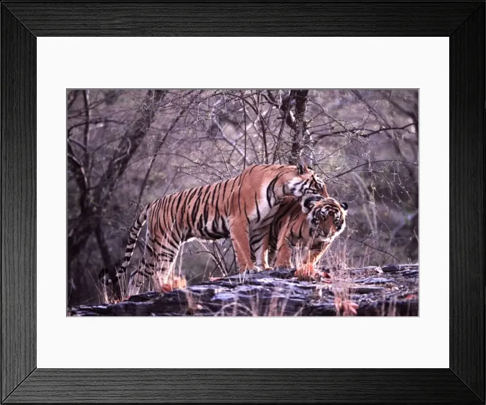 Framed Print : Bengal / Indian Tiger - sequence 2 of 2 - male cub nuzzling his mother & being warned away Framed Print : Bengal / Indian Tiger - sequence 2 of 2 - male cub nuzzling his mother & being warned away