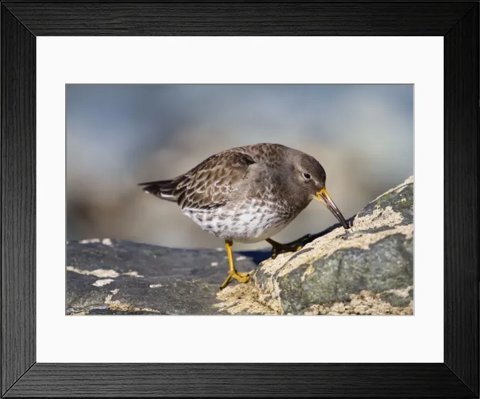 Framed Print : Purple Sandpiper - at the coast Framed Print : Purple Sandpiper - at the coast