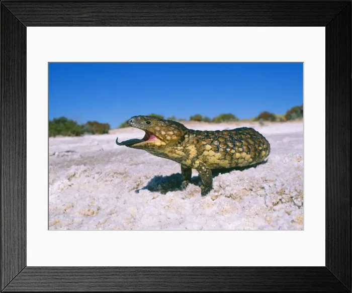 Framed Print : Shingle-back Skink - Australia
