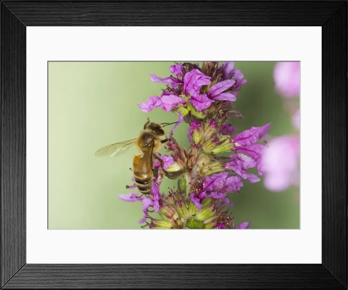 Framed Print : Honeybee - feeding on Purple Loosestrife Flower Apis mellifera Essex, UK IN000812 Framed Print : Honeybee - feeding on Purple Loosestrife Flower Apis mellifera Essex, UK IN000812