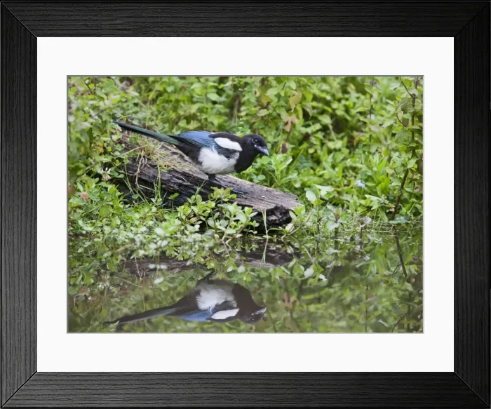Framed Print : Magpie - drinking at pond showing reflection - Bedfordshire UK 11104 Framed Print : Magpie - drinking at pond showing reflection - Bedfordshire UK 11104
