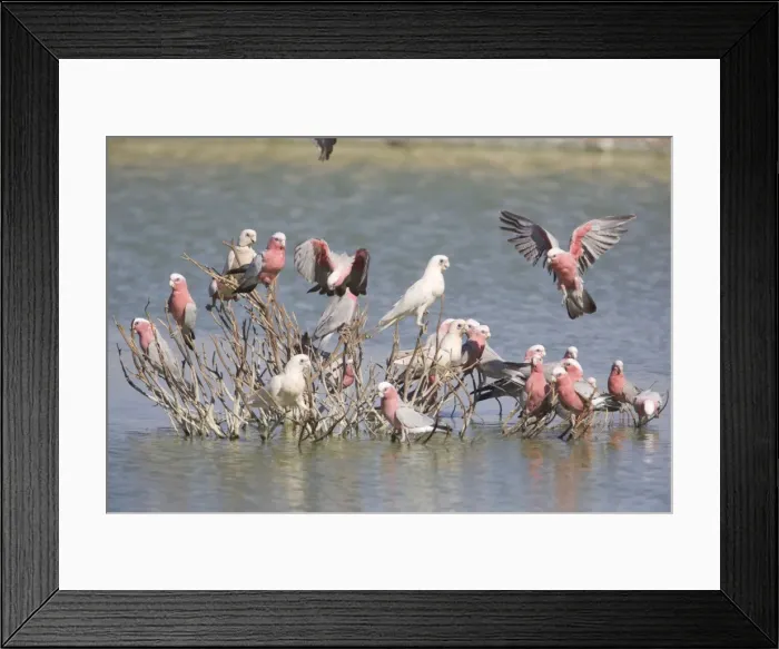 Framed Print : Little Corella and Galah (Eolophus rose) At the sewage ponds at Aputula Aboriginal Community, Finke, Northern Territory, Australia Framed Print : Little Corella and Galah (Eolophus rose) At the sewage ponds at Aputula Aboriginal Community, Finke, Northern Territory, Australia