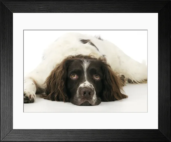 Framed Print : DOG. English springer spaniel laying down close up Framed Print : DOG. English springer spaniel laying down close up