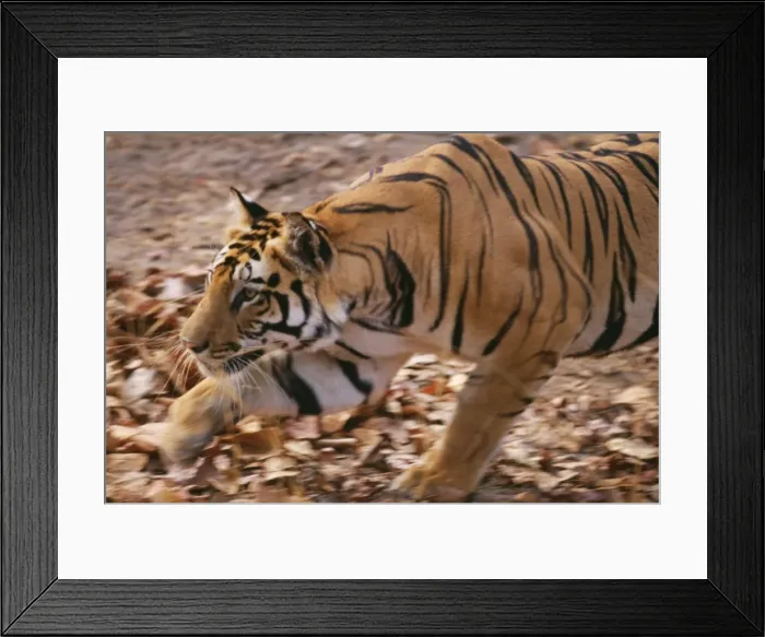 Framed Print : Bengal / Indian Tiger CB 33 Bandhavgarh National Park, India. Panthera tigris © Chris Brunskill / ARDEA LONDON Framed Print : Bengal / Indian Tiger CB 33 Bandhavgarh National Park, India. Panthera tigris © Chris Brunskill / ARDEA LONDON