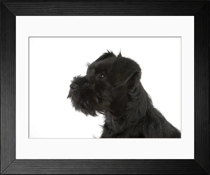 Framed Print : Dog - Miniature Schnauzer - 10 week old puppy Framed Print : Dog - Miniature Schnauzer - 10 week old puppy