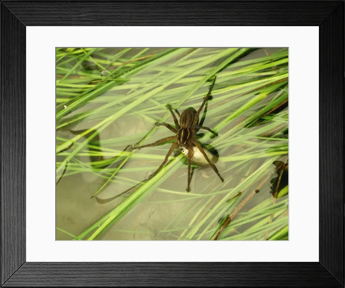 Framed Print : Nursery Web Spider JPF 12568 Australia Pisauridea © Jean-Paul Ferrero / ARDEA LONDON Framed Print : Nursery Web Spider JPF 12568 Australia Pisauridea © Jean-Paul Ferrero / ARDEA LONDON