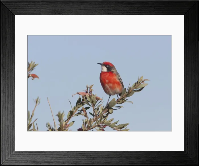 Framed Print : Crimson Chat A male near Imanpa Aboriginal Community, Northern Territory, Australia Framed Print : Crimson Chat A male near Imanpa Aboriginal Community, Northern Territory, Australia