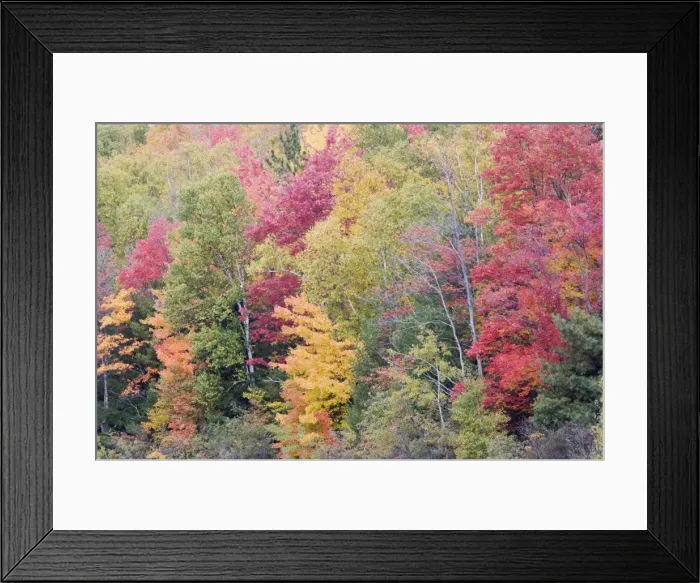 Framed Print : Autumn Colour - Maple Woodlands Upper Penninsular Michigan, USA LA004707 Framed Print : Autumn Colour - Maple Woodlands Upper Penninsular Michigan, USA LA004707