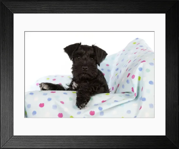 Framed Print : Dog - Miniature Schnauzer - 10 week old puppy - sitting down on sofa Framed Print : Dog - Miniature Schnauzer - 10 week old puppy - sitting down on sofa