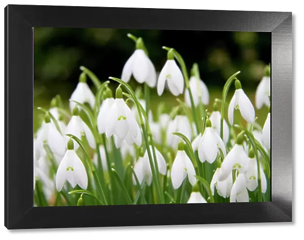 Snowdrop - clump of flowers - Wiltshire - England - UK