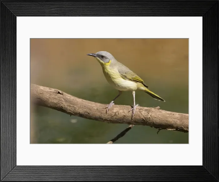 Framed Print : Grey-headed Honeyeater At Hanlon Creek near Canteen Creek, central Northern Territory, Australia Framed Print : Grey-headed Honeyeater At Hanlon Creek near Canteen Creek, central Northern Territory, Australia