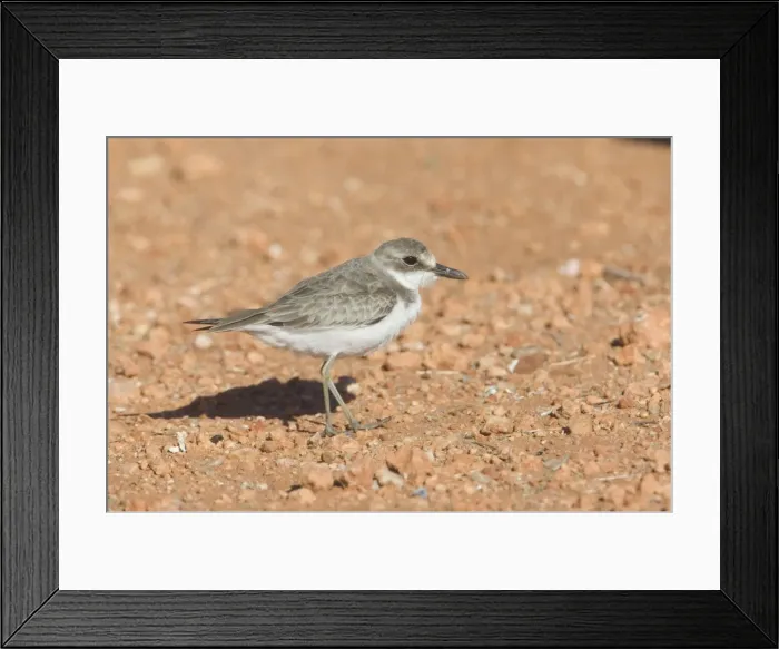 Framed Print : Greater Sand Plover At Finke sewage ponds, southern Northern Territory, Australia. This bird is far from its normal coastal habitat being at almost the exact Geographic Centre of Australia Framed Print : Greater Sand Plover At Finke sewage ponds, southern Northern Territory, Australia. This bird is far from its normal coastal habitat being at almost the exact Geographic Centre of Australia