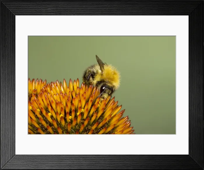 Framed Print : Tawny Bumblebee - feeding on Echinacea flower aka Common Carder Bee Bombus pascuorum Essex, UK IN000819 Framed Print : Tawny Bumblebee - feeding on Echinacea flower aka Common Carder Bee Bombus pascuorum Essex, UK IN000819