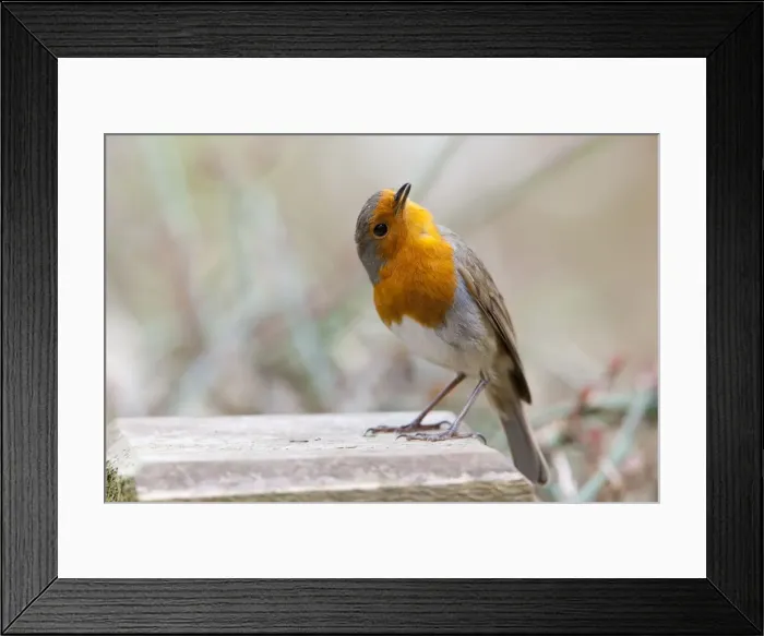 Framed Print : Robin - adult in aggressive posture singing - Wiltshire - England - UK