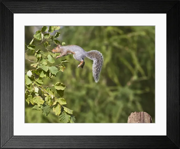 Framed Print : Grey Squirrel - jumping to hazel bush - Bedfordshire UK 11392 Framed Print : Grey Squirrel - jumping to hazel bush - Bedfordshire UK 11392