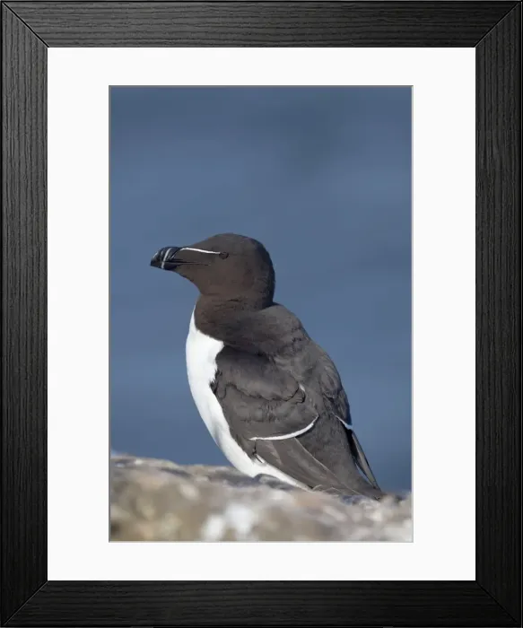 Framed Print : Razorbill. DAC-42. Razorbill. Alca torda Framed Print : Razorbill. DAC-42. Razorbill. Alca torda