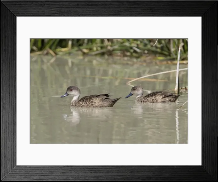 Framed Print : Grey Teal A pair at Mungerannie Wetland, Birdsville Track, South Australia Framed Print : Grey Teal A pair at Mungerannie Wetland, Birdsville Track, South Australia