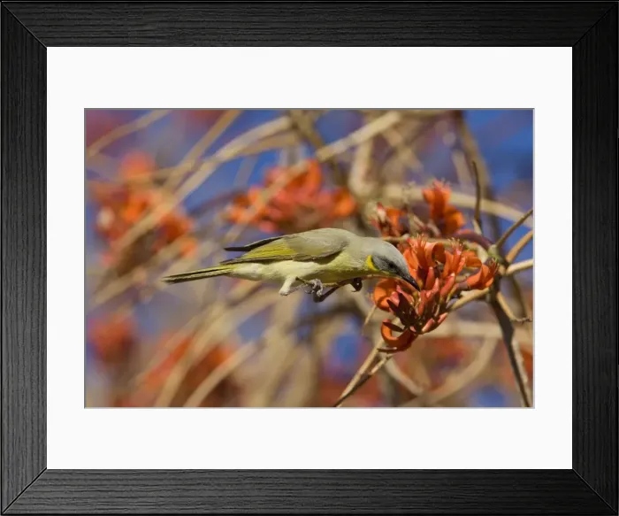 Framed Print : Grey-headed Honeyeater At Mt Liebig Aboriginal Community, Northern Territory, Australia. The tree it is on is Erythrina vespertilio variously called Bat's Wing Coral Tee, Grey Corkwood and Stuart Bean Tree Framed Print : Grey-headed Honeyeater At Mt Liebig Aboriginal Community, Northern Territory, Australia. The tree it is on is Erythrina vespertilio variously called Bat's Wing Coral Tee, Grey Corkwood and Stuart Bean Tree