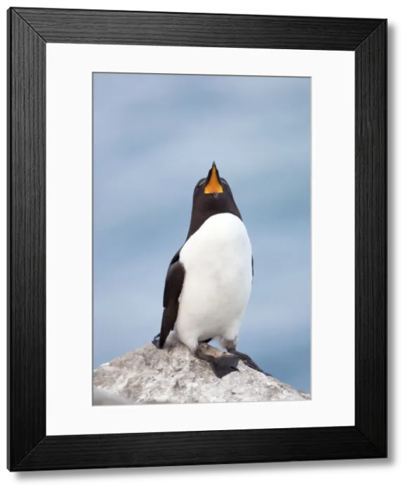 Framed Print : Razorbill - on a rock gaping - with mouth wide open Framed Print : Razorbill - on a rock gaping - with mouth wide open