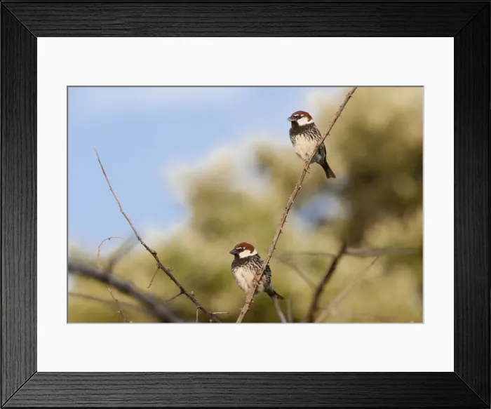 Framed Print : Spanish Sparrow - two adult males perching on undergrowth - Extremadura, Spain Framed Print : Spanish Sparrow - two adult males perching on undergrowth - Extremadura, Spain