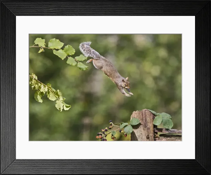 Framed Print : Grey Squirrel - jumping to gate post - Bedfordshire UK 11395 Framed Print : Grey Squirrel - jumping to gate post - Bedfordshire UK 11395