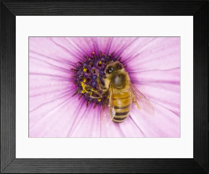 Framed Print : Honeybee - feeding on Osteospermum Flower Apis mellifera Essex, UK IN000831 Framed Print : Honeybee - feeding on Osteospermum Flower Apis mellifera Essex, UK IN000831