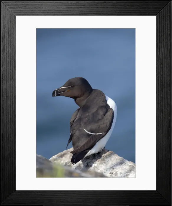 Framed Print : Razorbill - on a rock Framed Print : Razorbill - on a rock