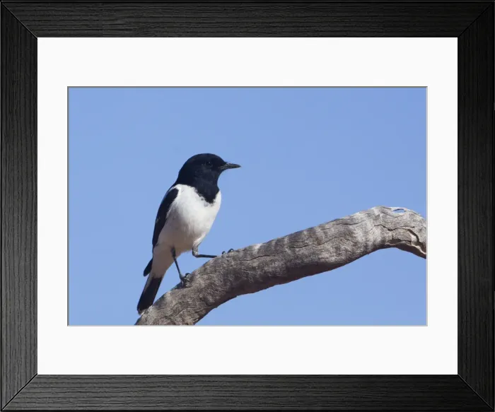 Framed Print : Hooded Robin In mulga scrub near Canteen Creek Aboriginal Community, Northern Territory, Australia Framed Print : Hooded Robin In mulga scrub near Canteen Creek Aboriginal Community, Northern Territory, Australia