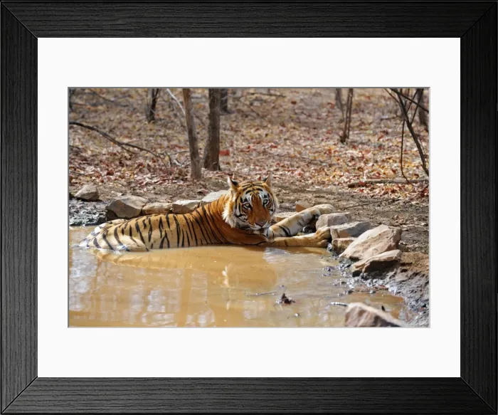 Framed Print : Tiger - in water pool - Ranthambhore National Park - Rajasthan - India Framed Print : Tiger - in water pool - Ranthambhore National Park - Rajasthan - India
