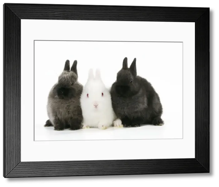 Framed Print : RABBIT. Albino rabbit sitting between two rabbits Framed Print : RABBIT. Albino rabbit sitting between two rabbits
