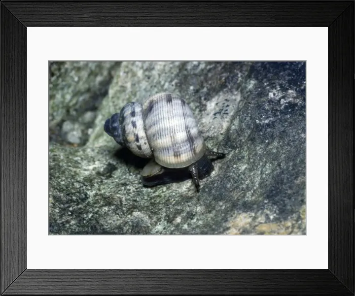 Framed Print : Rounded Mouthed Snail Framed Print : Rounded Mouthed Snail