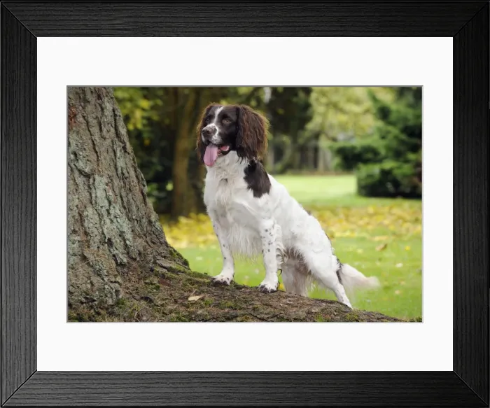 Framed Print : DOG. English springer spaniel standing on tree root Framed Print : DOG. English springer spaniel standing on tree root