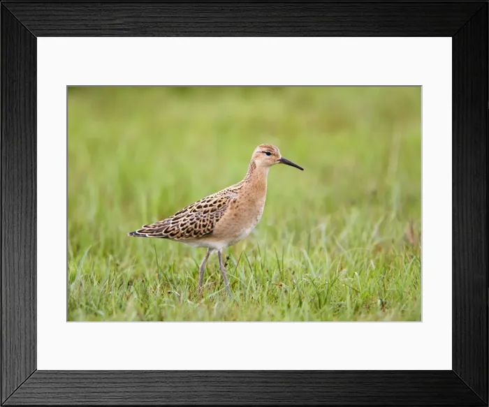Framed Print : Ruff - juvenile Framed Print : Ruff - juvenile