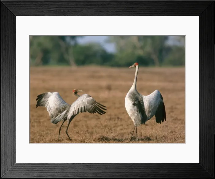 Framed Print : Brogla Crane - pair in courtship dance, Kakadu National Park, Northern Territory, Australia Framed Print : Brogla Crane - pair in courtship dance, Kakadu National Park, Northern Territory, Australia