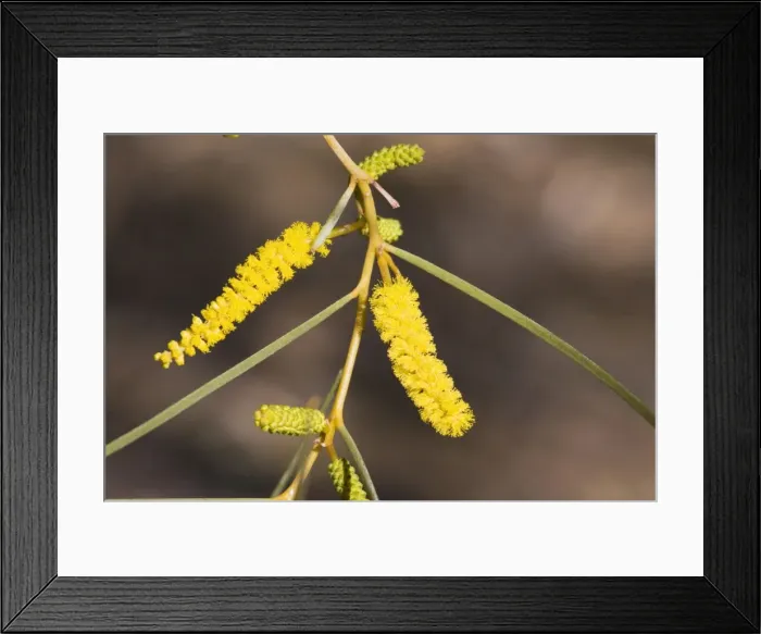 Framed Print : Acacia desmondii - Olive Pink Botanic Gardens, Alice Springs, Northern territory, Australia Framed Print : Acacia desmondii - Olive Pink Botanic Gardens, Alice Springs, Northern territory, Australia