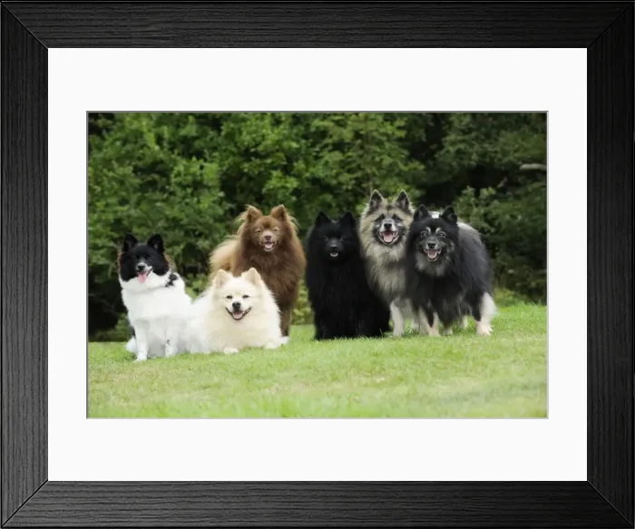 Framed Print : DOG. 6 German Spitz Mittels Framed Print : DOG. 6 German Spitz Mittels